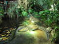 Tropicarium Budape�� � alig�tor