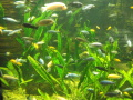 Tropicarium Budape�� � sfarben� sladkovodn� a morsk� ryby