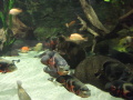 Tropicarium Budape�� � sfarben� sladkovodn� a morsk� ryby