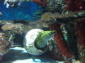 Tropicarium Budape�� � sfarben� morsk� ryba