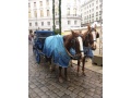 Konsk zprah pred Hofburgom