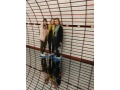�ia�ky prv�ho ro�n�ka v objekte Banka l�sky v Banskej �tiavnici