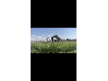 Dve �ia�ky cvi�iace gymnastiku v pr�rode