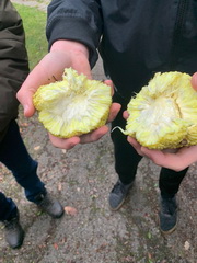 Exkurzia s prv�kmi do Arbor�ta Mly�any