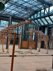 Vo Viedni sme cestovali časom a prezreli sme si najstaršiu ZOO na svete