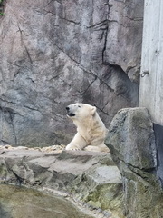 Vo Viedni sme cestovali asom a prezreli sme si najstariu ZOO na svete