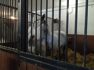 Nadviazanie na partnersk� spolupr�cu s rak�skou �kolou z Tullnu