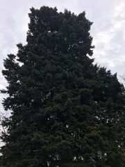 ��elov� cvi�enie 1. A s lesn�mi pedag�gmi