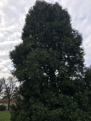 ��elov� cvi�enie 1. A s lesn�mi pedag�gmi