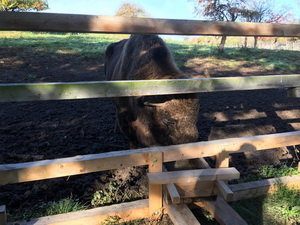 ��elov� cvi�enie - 1. ro�n�k