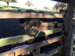 ��elov� cvi�enie - 1. ro�n�k