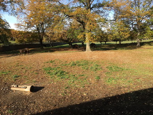 ��elov� cvi�enie - 1. ro�n�k