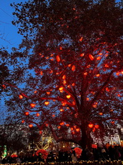 Z�itky z predviano�nej Viedne